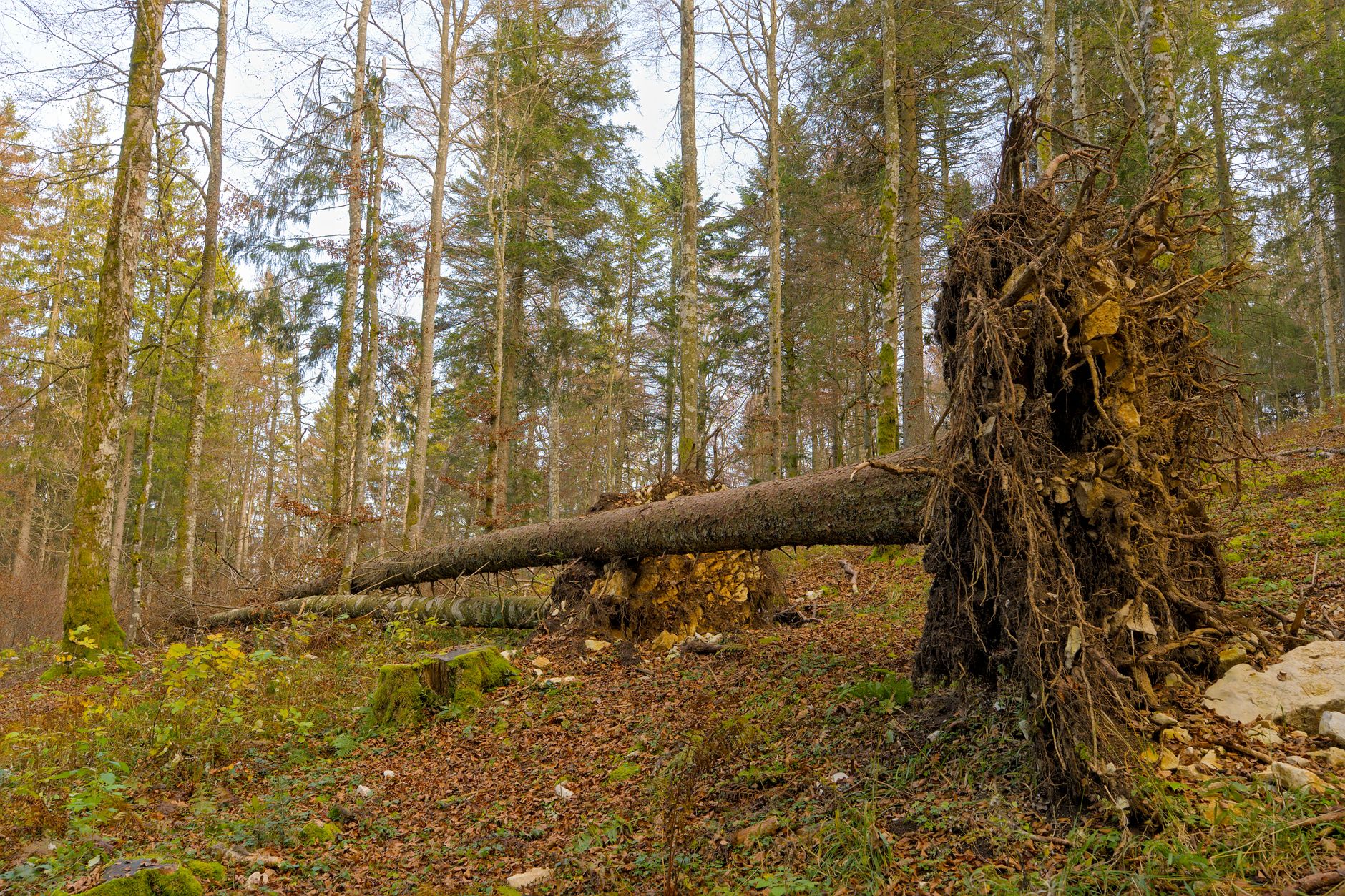 Enlèvement arbre urgence équipe à Châteauroux